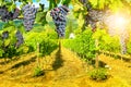 Picturesque vineyard at sunset Royalty Free Stock Photo