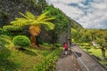 Picturesque walkway surrounded by vibrant greenery in Madeira, Portugal