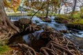 Picturesque Waterfall with Cypress Tree Roots.