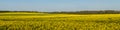 wide panoramic view of a blooming rapeseed field under a cloudy sky in warm May day. beautiful spring agricultural landscape Royalty Free Stock Photo