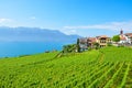 Picturesque wine growing village Rivaz in Lavaux wine region, Switzerland. Lake Geneva and Swiss Alps in the background. Green