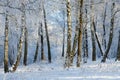 Picturesque winter birch grove in hoarfrost