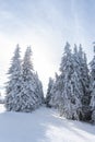 Picturesque winter landscape with snow covered fir trees. Christmas holiday season, New Year greeting background Royalty Free Stock Photo