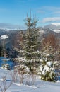 Picturesque winter morning mountains view from young fir and birch forest. Skupova mountain alpine slope, Verkhovyna district,