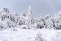 Picturesque winter scene, featuring a group of snow-covered trees near a snow-laden forest Royalty Free Stock Photo
