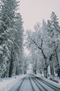 trees stand along the side of a snowy road and have snow on them Royalty Free Stock Photo