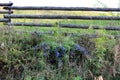 Picturesque wooden rural fence and blue flowers