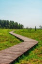 A picturesque wooden walking path through a swamp with tall grass in summer.Quiet Nature Trail, beautiful landscape. Royalty Free Stock Photo
