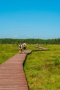 A picturesque wooden walking path through a swamp with tall grass in summer.Quiet Nature Trail, beautiful landscape. Royalty Free Stock Photo