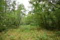 Picturesque woodland. Deciduous and coniferous trees. A path leading into the depths of the forest Royalty Free Stock Photo