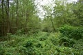 Picturesque woodland. Deciduous and coniferous trees. A path leading into the depths of the forest Royalty Free Stock Photo