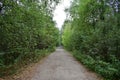 Picturesque woodland. Deciduous and coniferous trees. A path leading into the depths of the forest Royalty Free Stock Photo