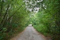 Picturesque woodland. Deciduous and coniferous trees. A path leading into the depths of the forest Royalty Free Stock Photo