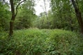 Picturesque woodland. Deciduous and coniferous trees. A path leading into the depths of the forest Royalty Free Stock Photo