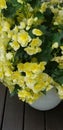 Picturesque Yellow Beauties in Vase on Porch Royalty Free Stock Photo