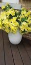 Picturesque Yellow Beauties in Vase on Porch Royalty Free Stock Photo