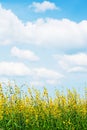 Picturesque yellow flower field against white cloud and blue sky