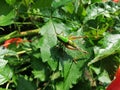 Grasshopper Royalty Free Stock Photo