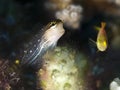 Pictus blenny Royalty Free Stock Photo