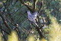 Picui Ground Dove, in Calden forest environment,