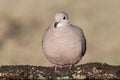 Picui Ground Dove, in Calden forest environment, La Pampa province,