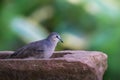 Picui Ground Dove