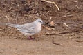 Picui Ground-Dove Columbina picui perched on ground