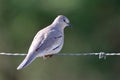 Picui Ground-Dove Columbina picui perched on barbed wire