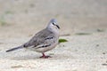 Picui Ground-Dove (Columbina picui) perched on the ground