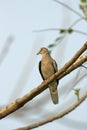 Picui ground dove, Columbina picui