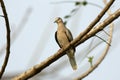 Picui ground dove, Columbina picui