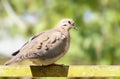 Picui ground dove perched on a pole