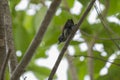 Piculet woodpecker perched on tree