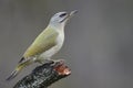 Picus canus Royalty Free Stock Photo