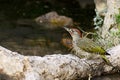 The Iberian woodpecker, or simply Iberian woodpecker, is a species of piciform bird of the Picidae family. Royalty Free Stock Photo