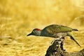 The Iberian woodpecker, or simply Iberian woodpecker, is a species of piciform bird of the Picidae family. Royalty Free Stock Photo