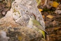 The Iberian woodpecker, or simply Iberian woodpecker, is a species of piciform bird of the Picidae family. Royalty Free Stock Photo