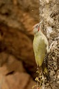 The Iberian woodpecker, or simply Iberian woodpecker, is a species of piciform bird of the Picidae family. Royalty Free Stock Photo