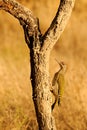 The Iberian woodpecker, or simply Iberian woodpecker, is a species of piciform bird of the Picidae family. Royalty Free Stock Photo