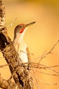 The Iberian woodpecker, or simply Iberian woodpecker, is a species of piciform bird of the Picidae family. Royalty Free Stock Photo