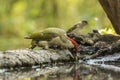 Green Woodpecker, Picus viridis