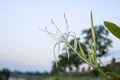 Pider Lily flower white in a garden Crinum asiaticum Royalty Free Stock Photo