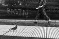 Pidgeon going to work. Street photography black and white