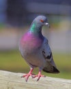 Pidgeon portrait Royalty Free Stock Photo