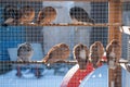 Pidgeon\'s resting on a bar inside a large bird cage on a farm