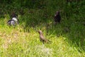 Pidgeon and Sturnus in a grass