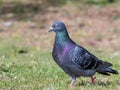 Pidgeon walking on grass