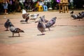 Pidgeons around the colorful plaza