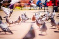 Pidgeons around the colorful plaza