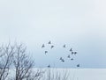 Pidgeons Flying Together Royalty Free Stock Photo